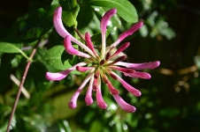 Honeysuckle Flower Buds - Free photo on Pixabay Free Image on Pixabay - Honeysuckle, Flower, Buds, Plant