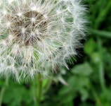 500+ Free Blowball & Nature Photos - Pixabay