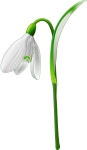 Explore 109+ Free Snowdrop Illustrations: Download Now - Pixabay