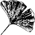 Explore 26+ Free Gingko Illustrations: Download Now - Pixabay