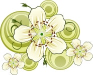 Blackthorn Flowers Bloom - Free vector graphic on Pixabay Free Image on Pixabay - Blackthorn, Flowers, Bloom, White