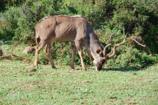South Africa Kudu Wild - Free photo on Pixabay Free Image on Pixabay - South Africa, Kudu, Wild, Nature