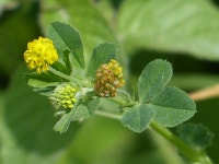 개미 자리의 큰 홉 붉은 나비 꽃 - Pixabay의 무료 사진