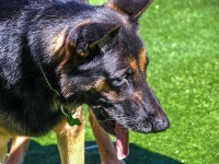 Dog German Pastoar Mascot - Free photo on Pixabay Free Image on Pixabay - Dog, German Pastoar, Mascot