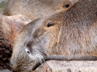 Rodents Animals Mammals - Free photo on Pixabay