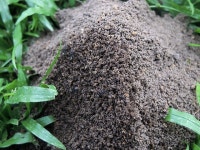 Ant Hill Field - Free photo on Pixabay