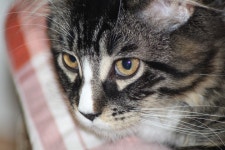 Cat Face Head Maine - Free photo on Pixabay