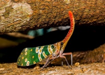 Planthopper Fulgoromorpha 곤충 - Pixabay의 무료 사진