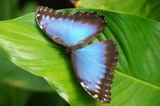 Animal Butterfly Multicoloured - Free photo on Pixabay