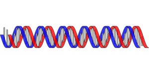 Dna 과학 생물학 - Pixabay의 무료 벡터 그래픽 - Pixabay Dna 과학 생물학 - Pixabay의 무료 벡터 그래픽