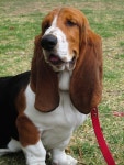 Basset Hound Dog - Free photo on Pixabay Free Image on Pixabay - Basset Hound, Dog, Mascot