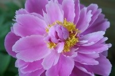 모란 Paeonia 다년생 - Pixabay의 무료 사진