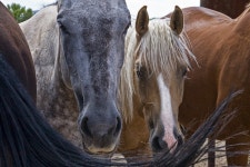 Horses Farm Animal - Free photo on Pixabay Free Image on Pixabay - Horses, Farm, Animal, Stallion