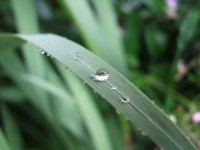 잔디 나뭇잎 풀잎 - Pixabay의 무료 사진 - Pixabay 잔디 나뭇잎 풀잎 - Pixabay의 무료 사진
