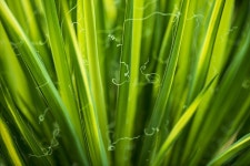 Grass Leaves Greenery - Free photo on Pixabay Free Image on Pixabay - Grass, Leaves, Greenery, Green
