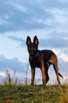Malinois Young Dog Brown - Free photo on Pixabay