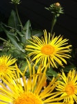 Elecampane Flower Herbal - Free photo on Pixabay