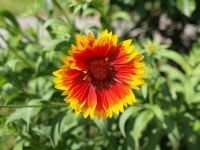 Blanket Flower Plant - Free photo on Pixabay Free Image on Pixabay - Blanket, Flower, Plant, Cockade