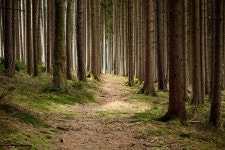 200+ Free Forst & Nature Photos - Pixabay
