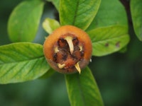 90+ Free Medlar & Nature Photos - Pixabay