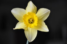 Daffodil Flower Yellow - Free photo on Pixabay - Pixabay Daffodil Flower Yellow - Free photo on Pixabay