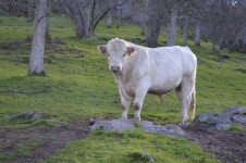 Talahi Bull White - Free photo on Pixabay
