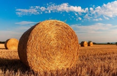 Straw Bales Stubble Agriculture - Free photo on Pixabay Free Image on Pixabay - Straw Bales, Stubble, Agriculture