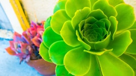 Garden Plant Green - Free photo on Pixabay