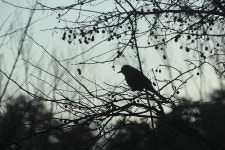 겨울 새 나무 · Pixabay의 무료 사진 Pixabay의 무료 이미지 - 겨울, 새, 나무, 외로움, 그리움, 눈, 추위