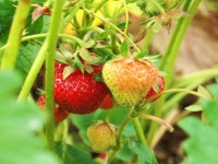 10,000+ Free Strawberry Bushes & Strawberry Photos - Pixabay
