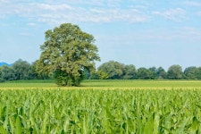 나무 개별적으로 자연 - Pixabay의 무료 사진 Pixabay의 무료 이미지 - 나무, 개별적으로, 자연, 녹색, 목초지, 하늘, 경치, 목장