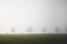 Field Fog Trees - Free photo on Pixabay