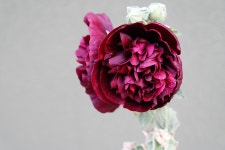 2,000+ Free 샷 & Detail Shot Images - Pixabay