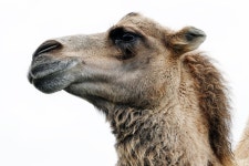 1,000+ Free The Camell & Camel Photos - Pixabay