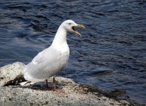 Herring Gull Wildlife - Free photo on Pixabay