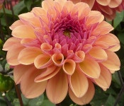 Dahlia Flower Orange - Free photo on Pixabay