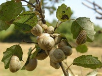 Camargue Nature - Free photo on Pixabay Free Image on Pixabay - Camargue, Nature, Snails
