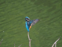 Kingfisher Male Rest Tidy Up The - Free photo on Pixabay Free Image on Pixabay - Kingfisher, Male, Rest
