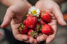Strawberry Hands Harvest - Free photo on Pixabay