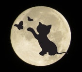 달 고양이 실루엣 검은 - Pixabay의 무료 이미지