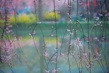 봄 벚꽃 꽃 - Pixabay의 무료 사진 - Pixabay 봄 벚꽃 꽃 - Pixabay의 무료 사진