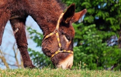Muli Donkey Mule - Free photo on Pixabay