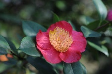 Camelia 꽃 로 카 르노 동백 · Pixabay의 무료 사진 Pixabay의 무료 이미지 - Camelia, 꽃, 로 카 르노, 동백 공원
