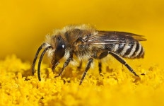 실크 Bee Colletes 야생 벌 · Pixabay의 무료 사진 Pixabay의 무료 이미지 - 실크 Bee, Colletes, 야생 벌, 항상
