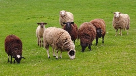 Sheep Flock Of Herd - Free photo on Pixabay