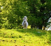 7+ Free Dwarf Horse & Pony Photos - Pixabay
