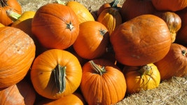 Pumpkin Patch Vegetable - Free photo on Pixabay