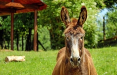 Donkey Mule Animal - Free photo on Pixabay