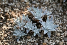 다육식물 다육이 Succulent - Pixabay의 무료 사진