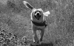 dife88 - Pixabay Download free media from dife88 | Pixabay